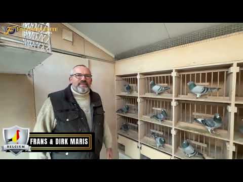 Inside The Loft of Champions-Frans & Dirk Maris~Belgium