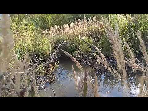 Петли на бобра,первый опыт