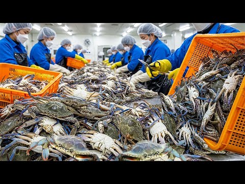 해물탕에 꽃게를 이렇게 때려붓는다고? 정말 깨끗하게 만드는 꽃게탕 밀키트 대량생산 / Spicy Blue Crab Stew Factory / korean street food