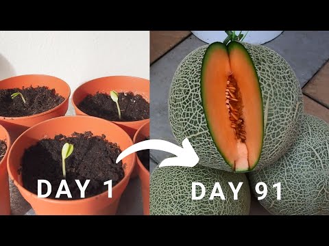 Try out this method to harvest muskmelon aka Cantaloupe in 91 days! Rockmelon harvest!