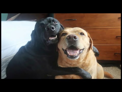 When Your Dog Forgets He’s a Dog 🐶😂 | Funny Dog Videos