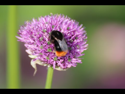 A Tour of the Gardens with Head Gardener Martin Duncan - Part 1