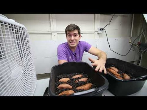 How to grow your own sweet potato slips, using store bought sweet potatoes!