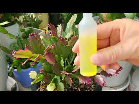 If you want the crayfish cactus leaves and flowers to bloom big and gorgeously in November withou...