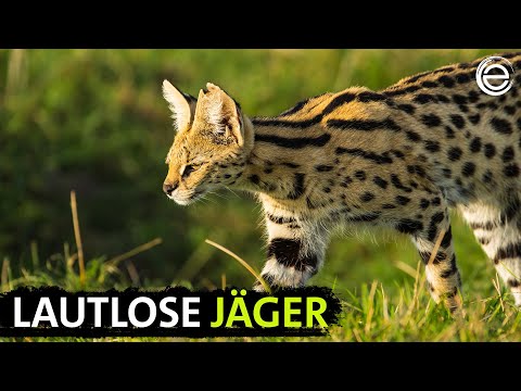 Servale - Afrikas unbekannte Katzen | Erlebnis Erde