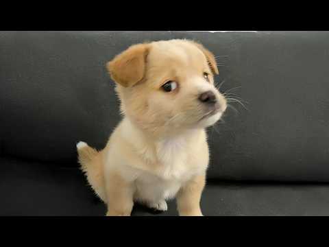 You Will Die From the Cuteness of These Dogs 😍 Top Funniest Puppies in the World!