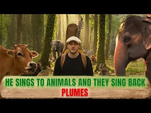 PLUMES The French Artist Who Makes Animals Sing Back!