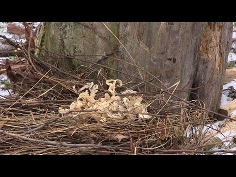 Feathersticks or Shavings