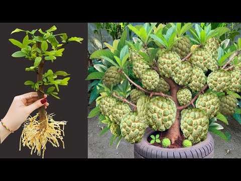 How To Propagate Sweetsop Tree From Cutting Faster With Onions and Aloe Vera