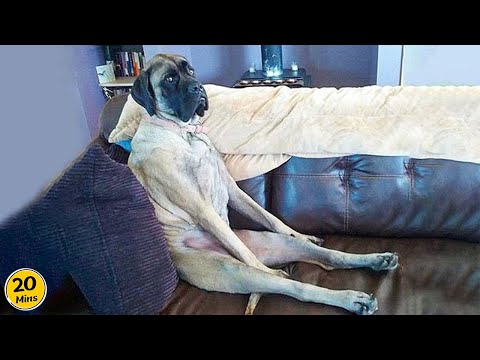 Dogs Are the Real Comedians! 🤣 Funny Dog Videos 2025