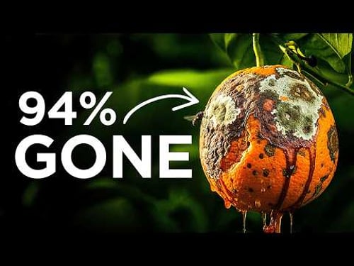 How A Single Disease Collapsed Florida's Citrus Empire