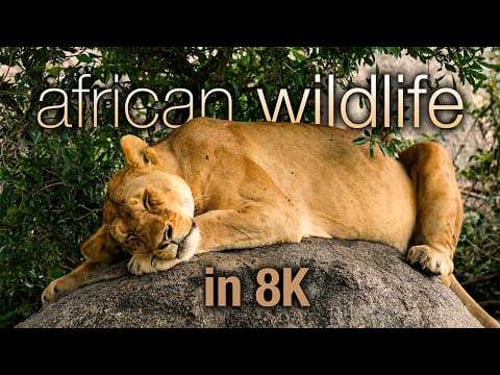 1HR African Wildlife in 8K – Serengeti & Beyond with Handpan Music