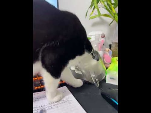 I knew it all the time. 😂 #cats #funnycats #fails #funnyfails #funniestvideo #shorts