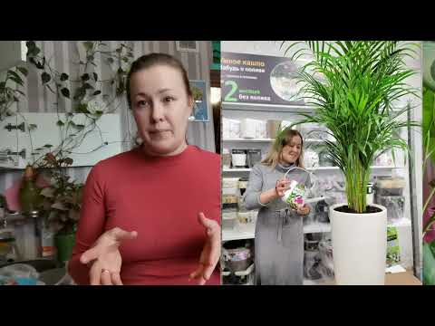 Хризалидокарпус причины гибели пальмы или почему погибает дома