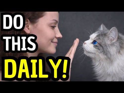 Do These 6 Things Every Day – It’s How Your Cat Feels Loved