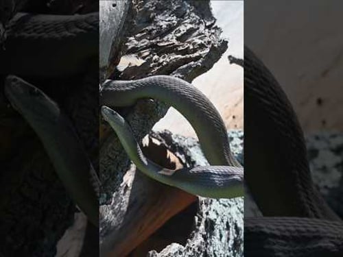 Black Mamba Raids Chicks from Nest gets Dive Bombed and Attacked