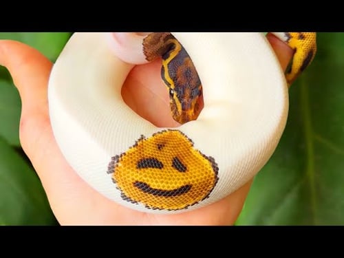 Snake Has Two Faces