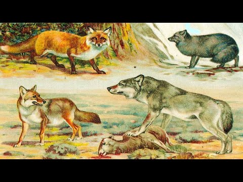 Эволюция собаки (рассказывает палеонтолог Ярослав Попов)