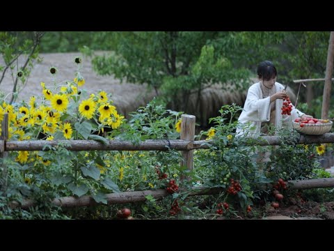 The life of tomato~番茄………的一生?| 花开好了,果子熟了,蕃茄红了,蕃茄火锅走起!| Liziqi Channel