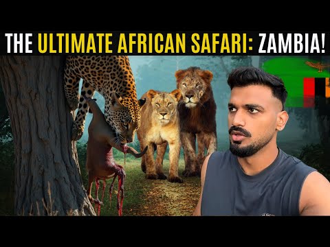 Zambia’s Wildest Safari & Jungle Life in Africa! 🇿🇲