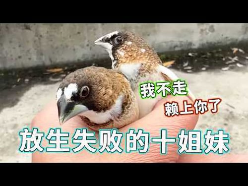 放生失败名场面!十姐妹认准这个家,铲屎官想放都放不掉:赖上你了!【天下一场梦】