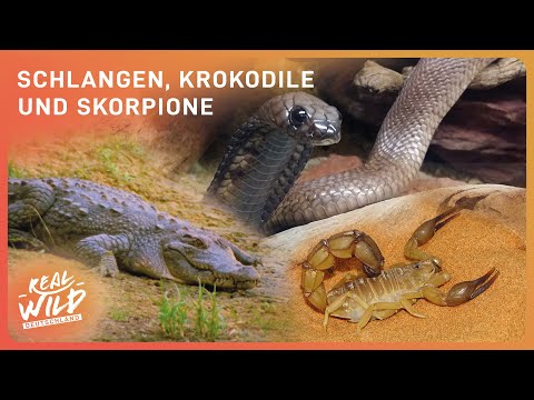 Leben und Überleben am Nil: Gefahren und Abenteuer