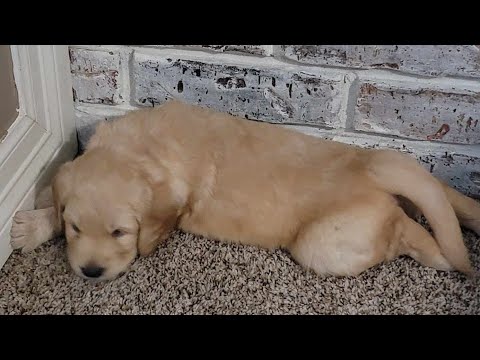 Idk why I put a picture of a dog