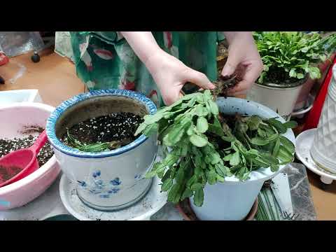 게발선인장 잎장이 쪼글쪼글 할때 살려내는 방법 과 상처에 약을 바르고 분갈이하세요~~