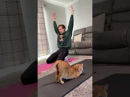 my cat teaches me yoga