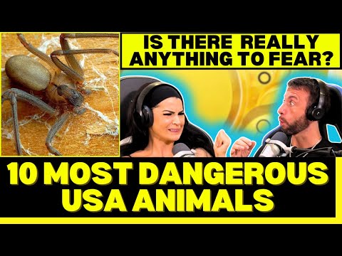 WHAT'S THE MOST DANGEROUS USA ANIMAL?! First Time Reaction To 10 Most Dangerous Animals in the U.S!