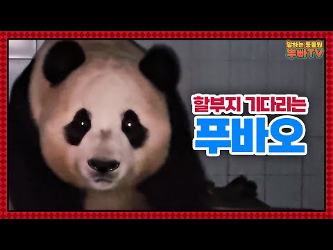 (SUB) Fubao Only Looks For Zookeeper Even At Night And Grandpa's Lecture🐼│Panda World