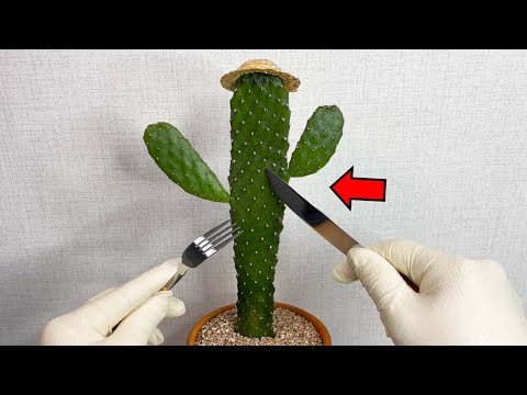 선인장은 오전과 오후에 맛이 다릅니다..(진짜임)