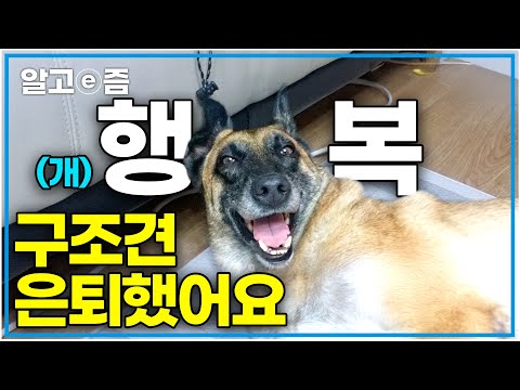"이제 행복할 일만 남았죠" 18명 사람의 생명을 살리고 은퇴한 구조견의 감동적인 이야기|세상에 나쁜 개는 없다|알고e즘
