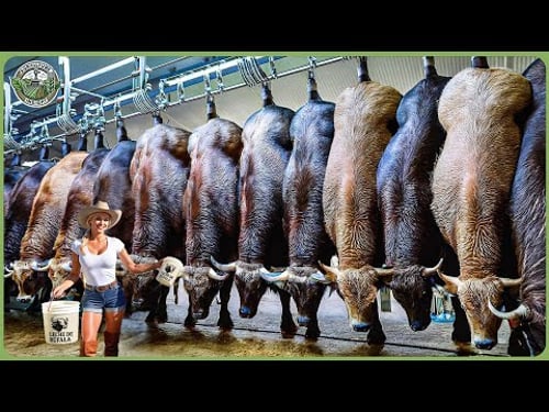 How Buffalo Cheese Is Made - Massive Millions of Buffalos Farming & Processing In Factory