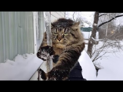 Funny Cats Facing Their First Winter 🤣 The Funniest CATS Video 2026