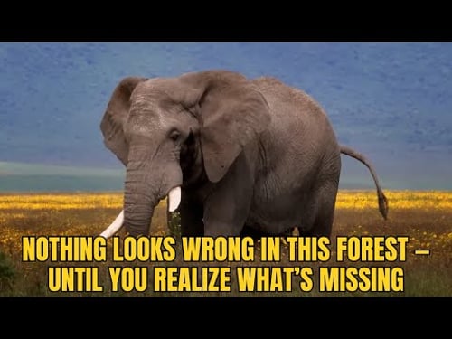 When Elephants Disappear, Forests Begin to Fail — Slowly.