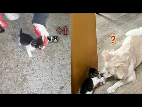 어미 고양이가 버리고 간 고양이 냥줍 그리고 현재