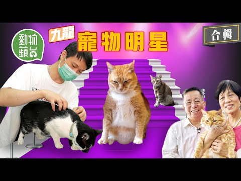 旺角花墟貓店長唔使捉老鼠專責撩客 太子中醫舖貓店長蟲草哥陪診兼陪瞓 大難不死變皮藝貓店長:「牠識分真假皮」 #動物蘋台 ─果籽 香港 Apple Daily