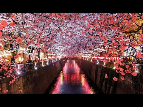 Healing Music for CherryBlossom🌿Soothing Nature Sounds for Stress Relief, Deep Sleep, Relaxing Music