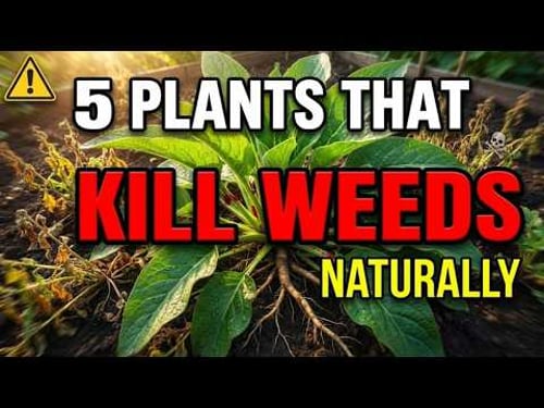 Biological Warfare: 5 Plants That MURDER Weeds Naturally.