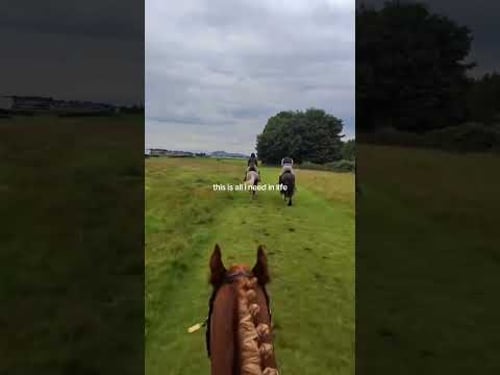 POV: you found exactly what you needed 🏇