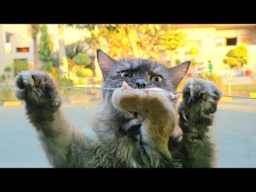 A stray cat jumped on my car and asked me to take her kittens home..