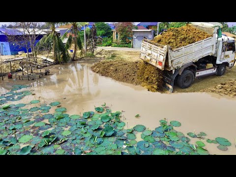 Great Job New Project!Dump Truck Filling land Delete Pond flower,Fast Bulldozer Pushing Soil Perfect