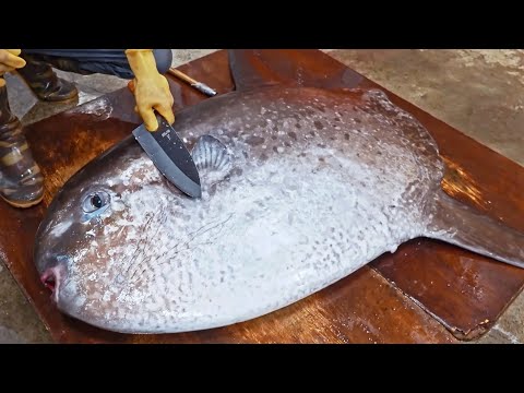 Amazing!Giant Sunfish Cutting Skills, Sunfish Catching, Sunfish Jelly/驚奇的漫波魚切割技巧,翻車魚捕捉,燙漫波魚腸-佳濱成功旗魚