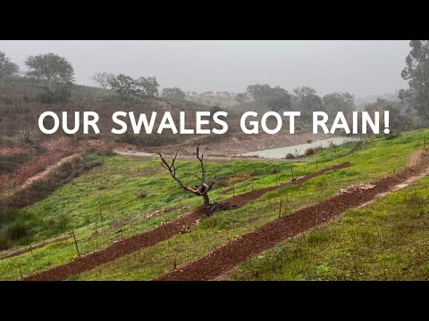 Harvesting Rainwater on our Homestead 🌧️