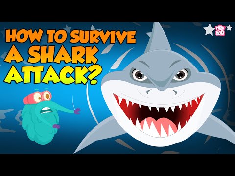 When You See A Shark | How to Survive Shark Attack? | The Dr Binocs Show | Peekaboo Kidz