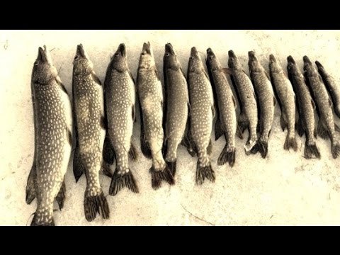 Жерлицы. Ловля щуки на жерлицы. Весенний лёд. Мото рыбалка. Зимняя рыбалка. Щука.