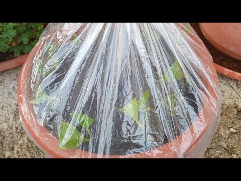 HOW TO MAKE LEMON CUTTINGS 🍋🍋🍋 WITH 100% ROOTTING...???😉
