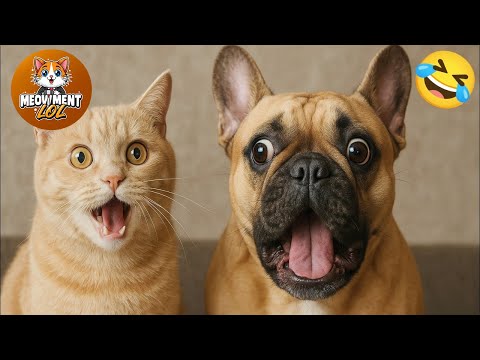 Funny animals videos of Cats🐈 and Dogs🐕2025 #7 | Try Not To Laugh 😂