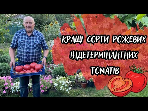 The best varieties of pink indeterminate tomatoes